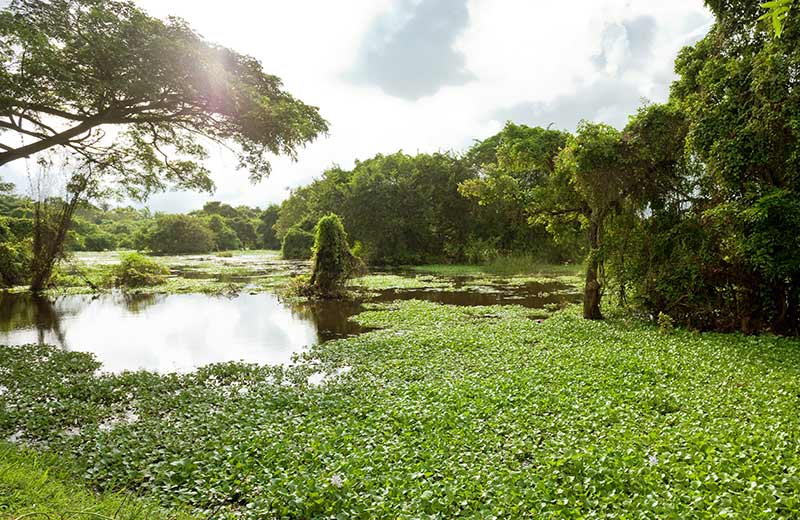 Anawilundawa Sanctuary
