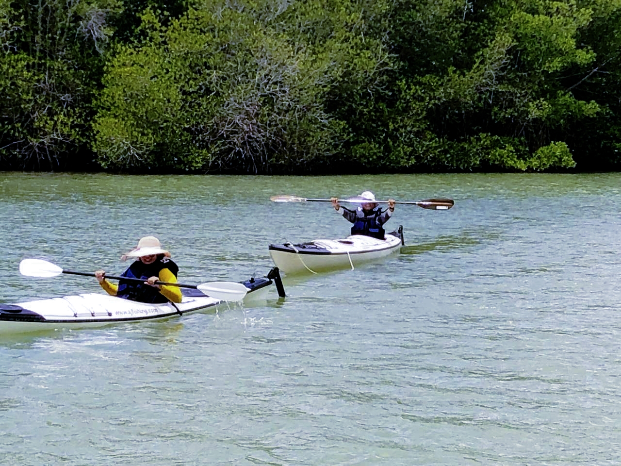Mangrove waterway