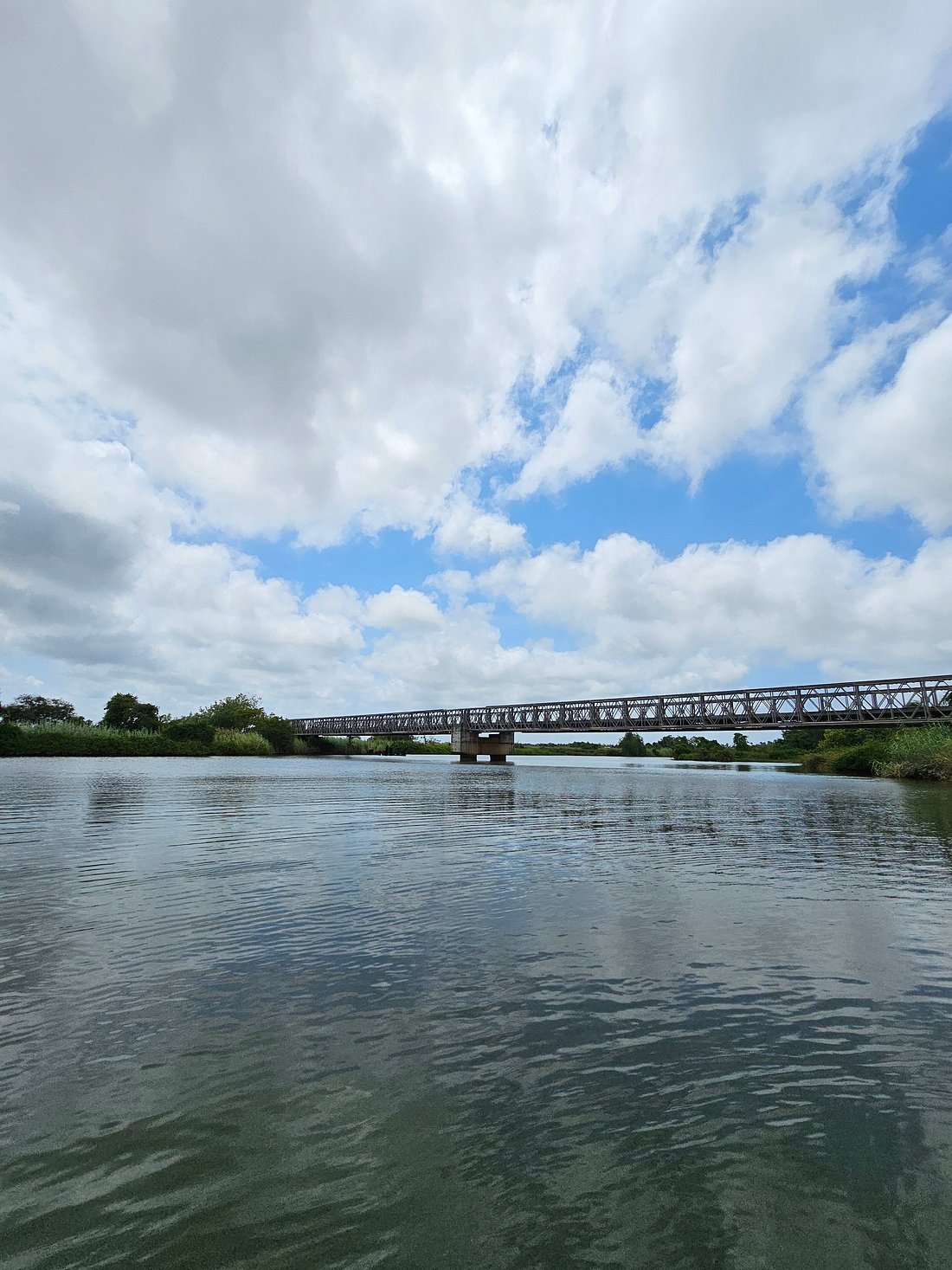 Birdlife around the waterways