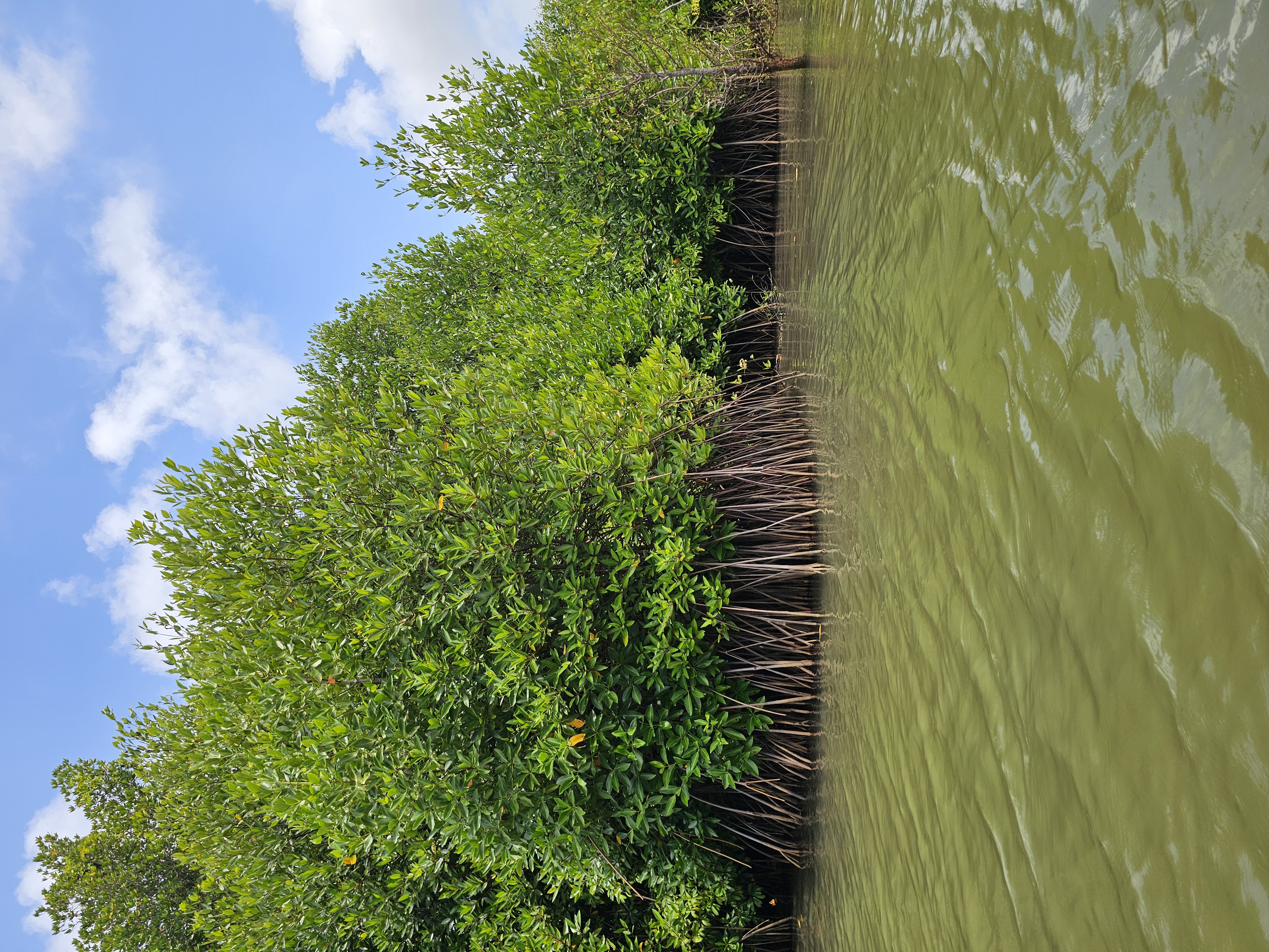 Sunrise mangrove kayaking experience
